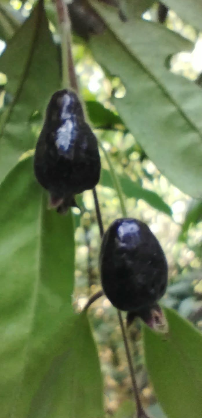 Eugenia acutata “Negra” — Rare Black Pear-Shaped Form original field image