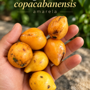 Eugenia aff. copacabanensis “Amarela” — Rare Yellow-Orange Ubatuba Eugenia (November Pre-Sale)