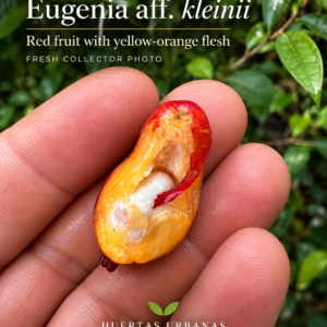 Eugenia aff. kleinii — Rare Pear-Shaped Red Brazilian Eugenia (November Pre-Sale)