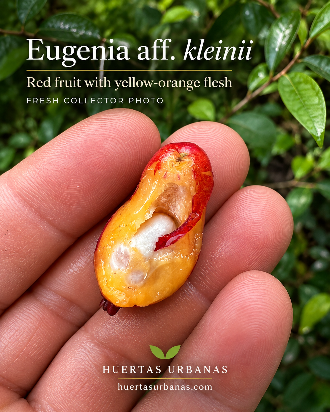 Eugenia aff. kleinii source fruit cut open, showing yellow-orange flesh and seed