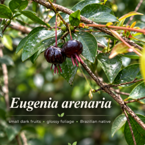 Eugenia arenaria — Rare Black-Fruited Brazilian Eugenia, Sweet Compact Shrub (November Pre-Sale)
