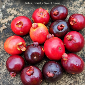 Eugenia sp. “Bom Jesus da Lapa” — Sweet Strawberry-Cream Bahia Eugenia (November Pre-Sale)