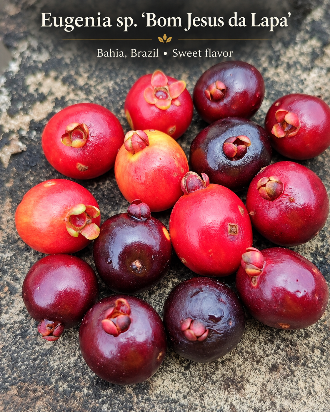 Eugenia sp. “Bom Jesus da Lapa” — Sweet Strawberry-Cream Bahia Eugenia (November Pre-Sale)