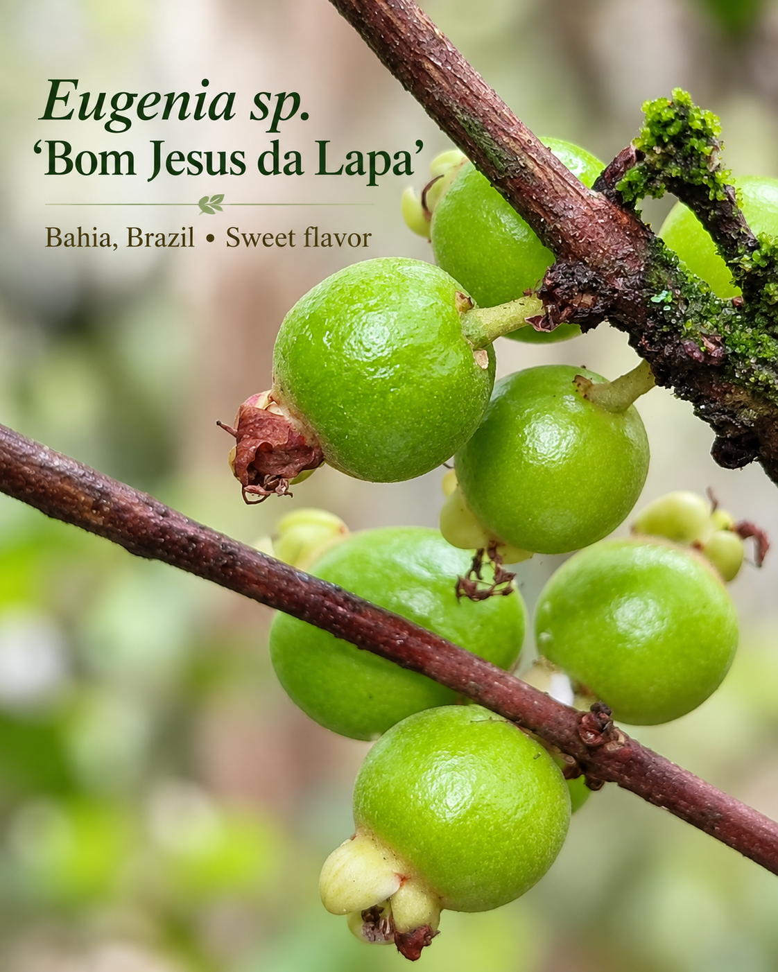 Eugenia sp. Bom Jesus da Lapa — immature green fruit on branch