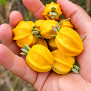 Eugenia sp. “Frankistay” — Extremely Rare Deeply Ribbed Yellow Brazilian Eugenia (November Pre-Sale)