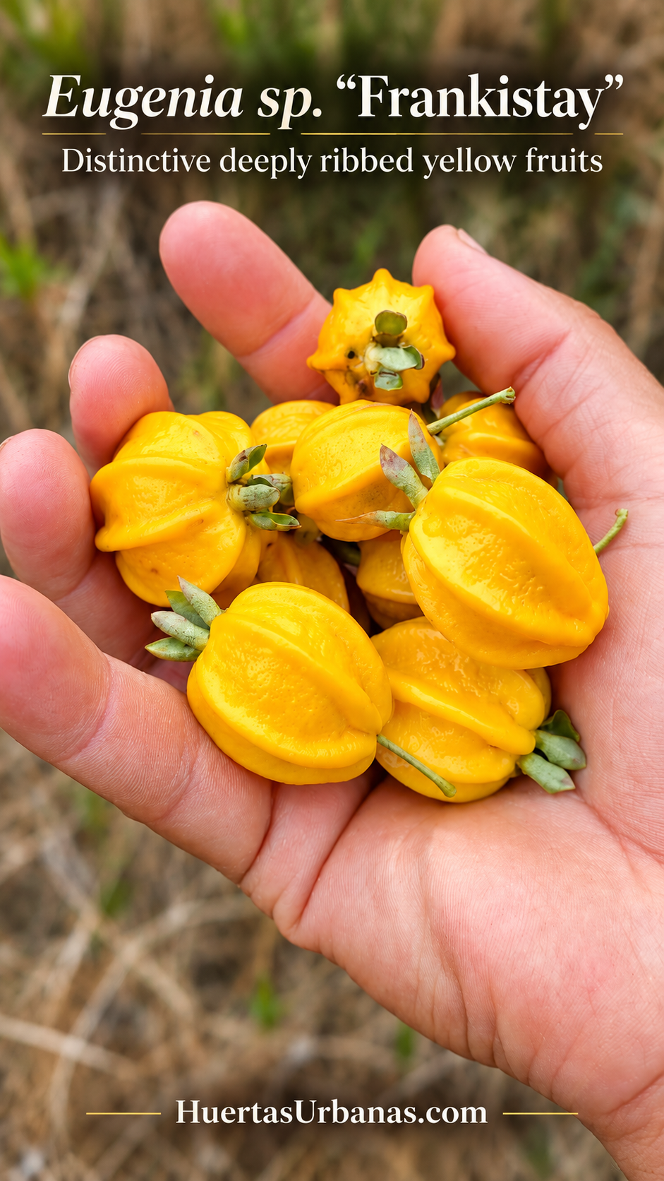 Eugenia sp. “Frankistay” — Extremely Rare Deeply Ribbed Yellow Brazilian Eugenia (November Pre-Sale)
