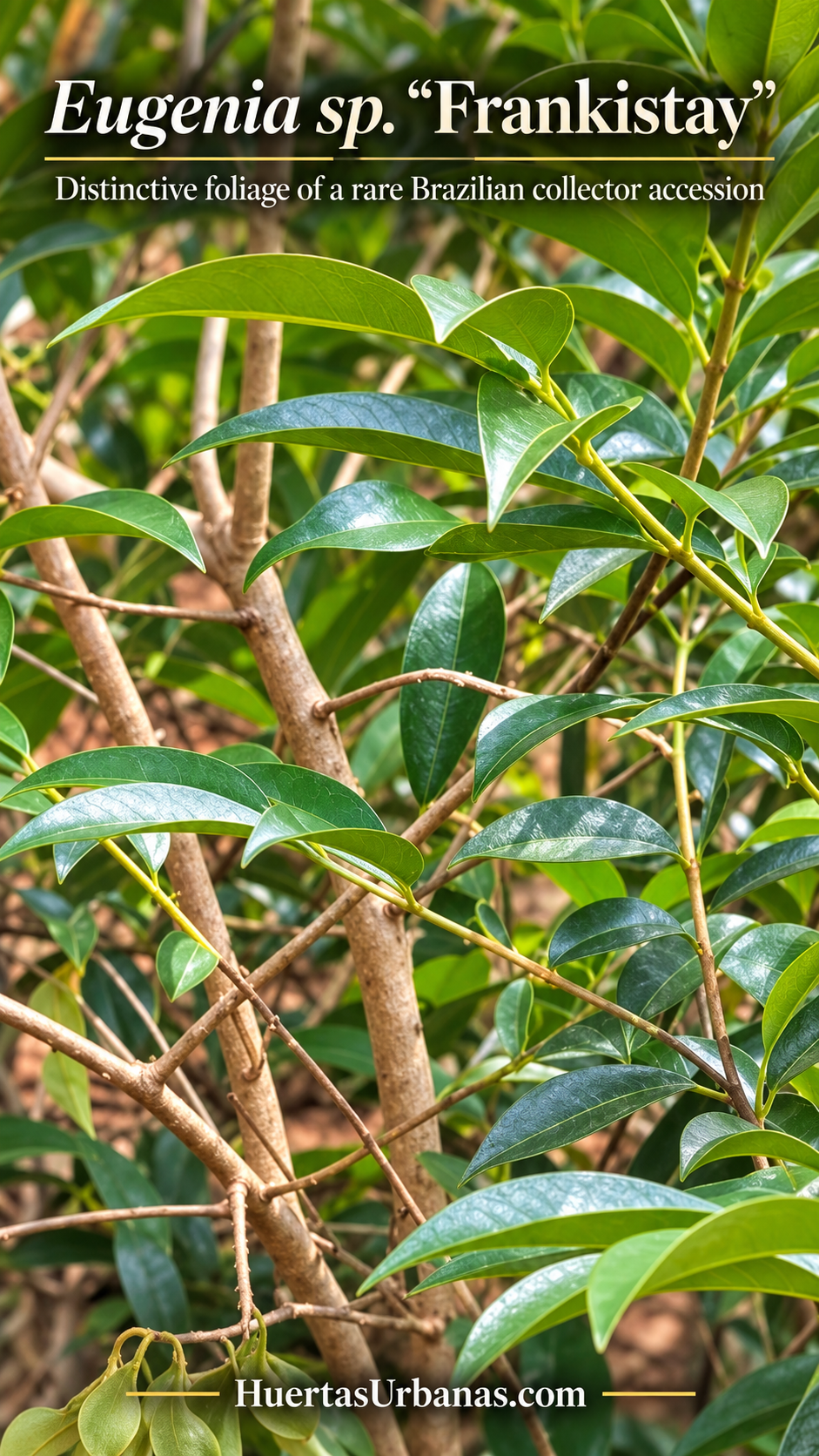 Eugenia sp. Frankistay — deeply ribbed golden-yellow Brazilian fruits