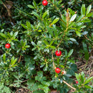 Eugenia mattosii — Dwarf Southern Brazilian Eugenia, Sweet Bright-Red Fruit (November Pre-Sale)