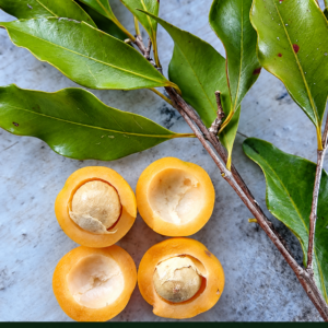 Eugenia rostrifolia — Extremely Sweet & Juicy Santa Catarina Batinga (November Pre-Sale)