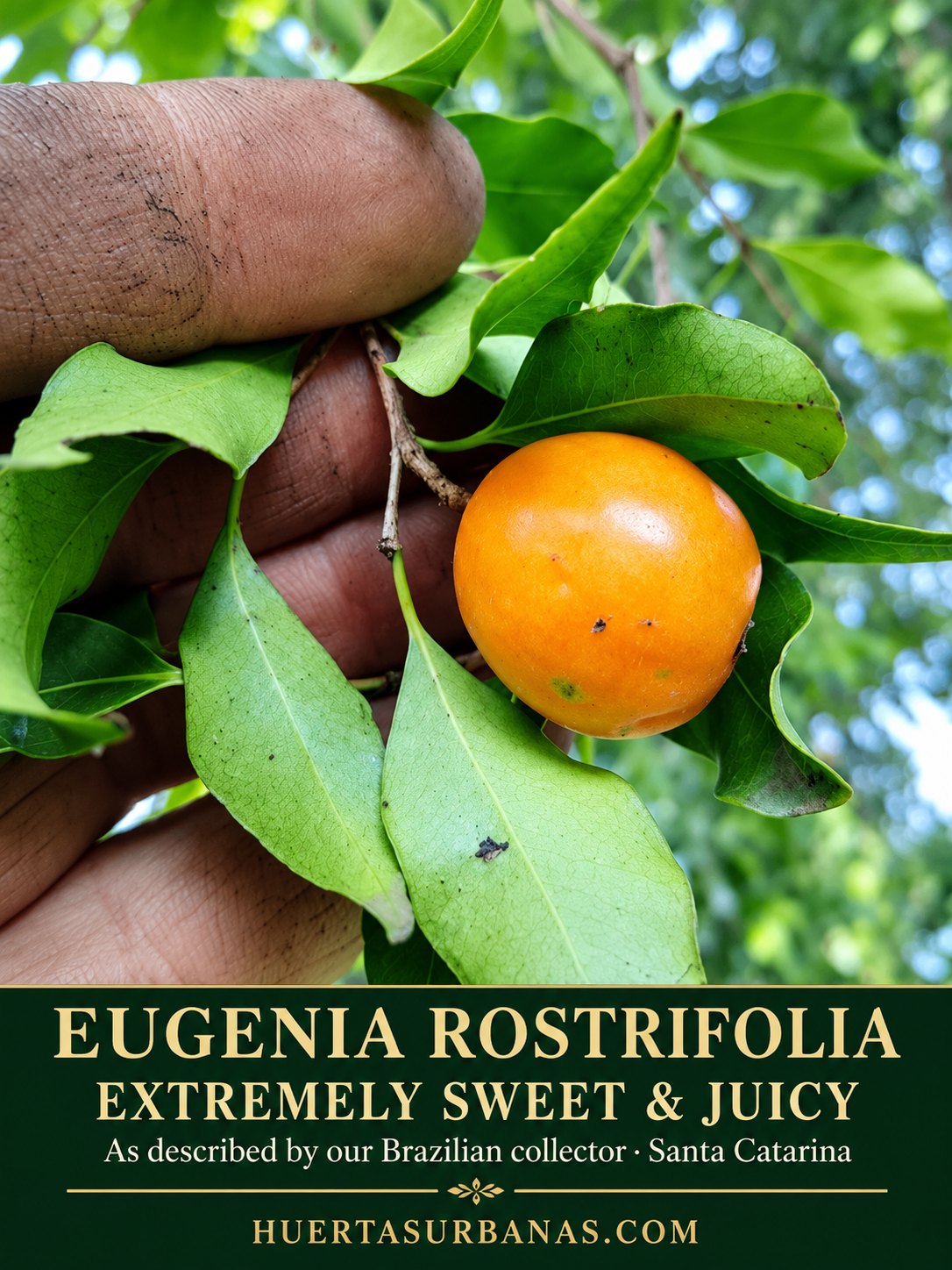 Four opened Eugenia rostrifolia fruit halves, two with visible large seeds