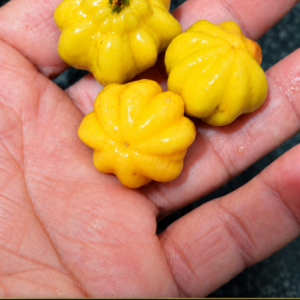 Eugenia uniflora "Amarela" — Ultra-Sweet Yellow Pitanga (November Pre-Sale)