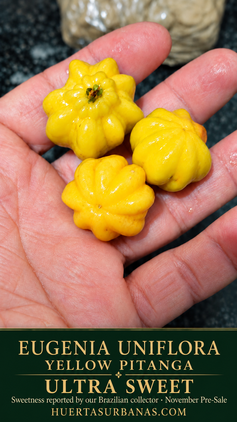 Three glossy lemon-yellow deeply ribbed Eugenia uniflora pitanga fruits in a hand