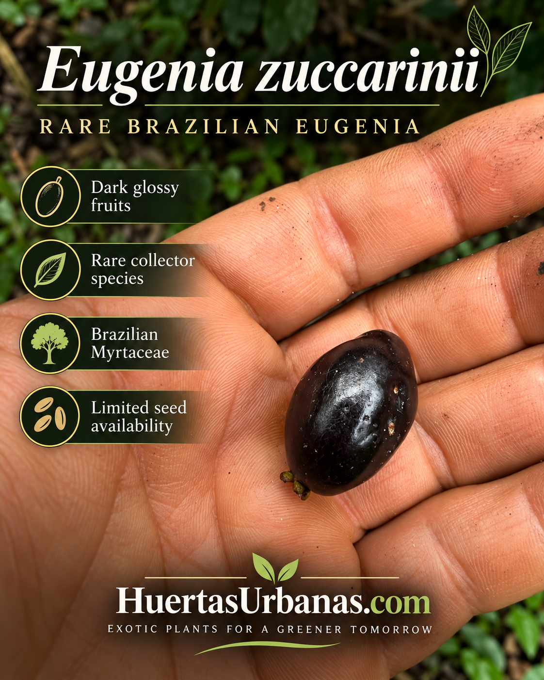 Eugenia zuccarinii source fruit — glossy dark oval fruit held in hand