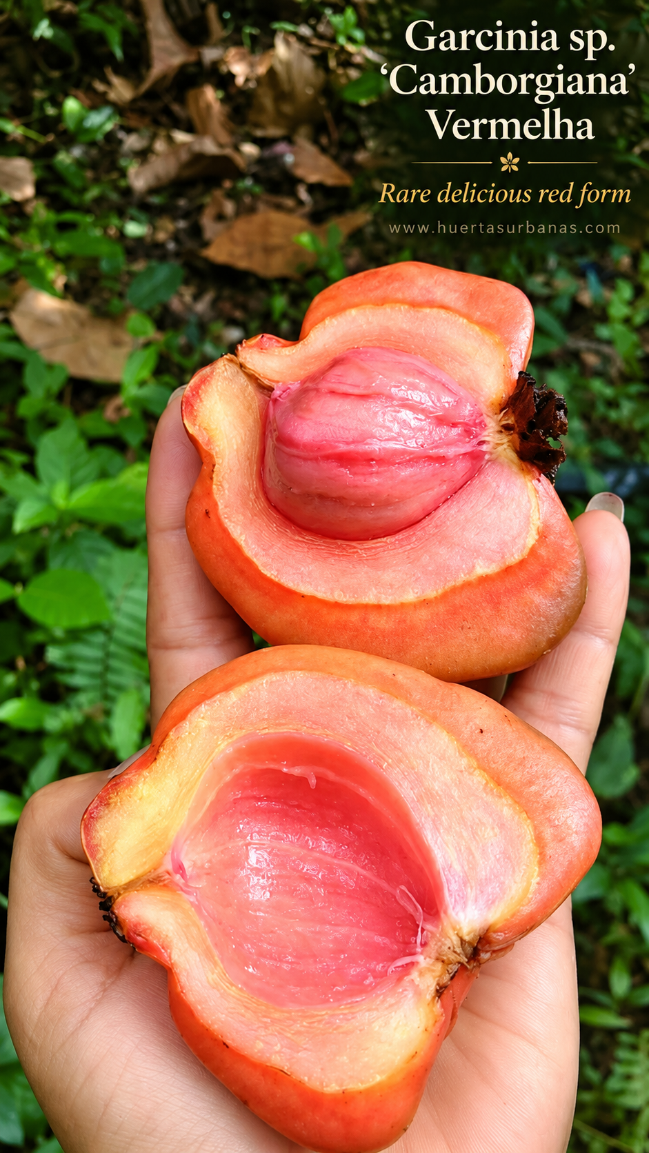 Garcinia sp. “Camborgiana” Vermelha — Rare Delicious Red Ribbed Fruit (September Pre-Sale)