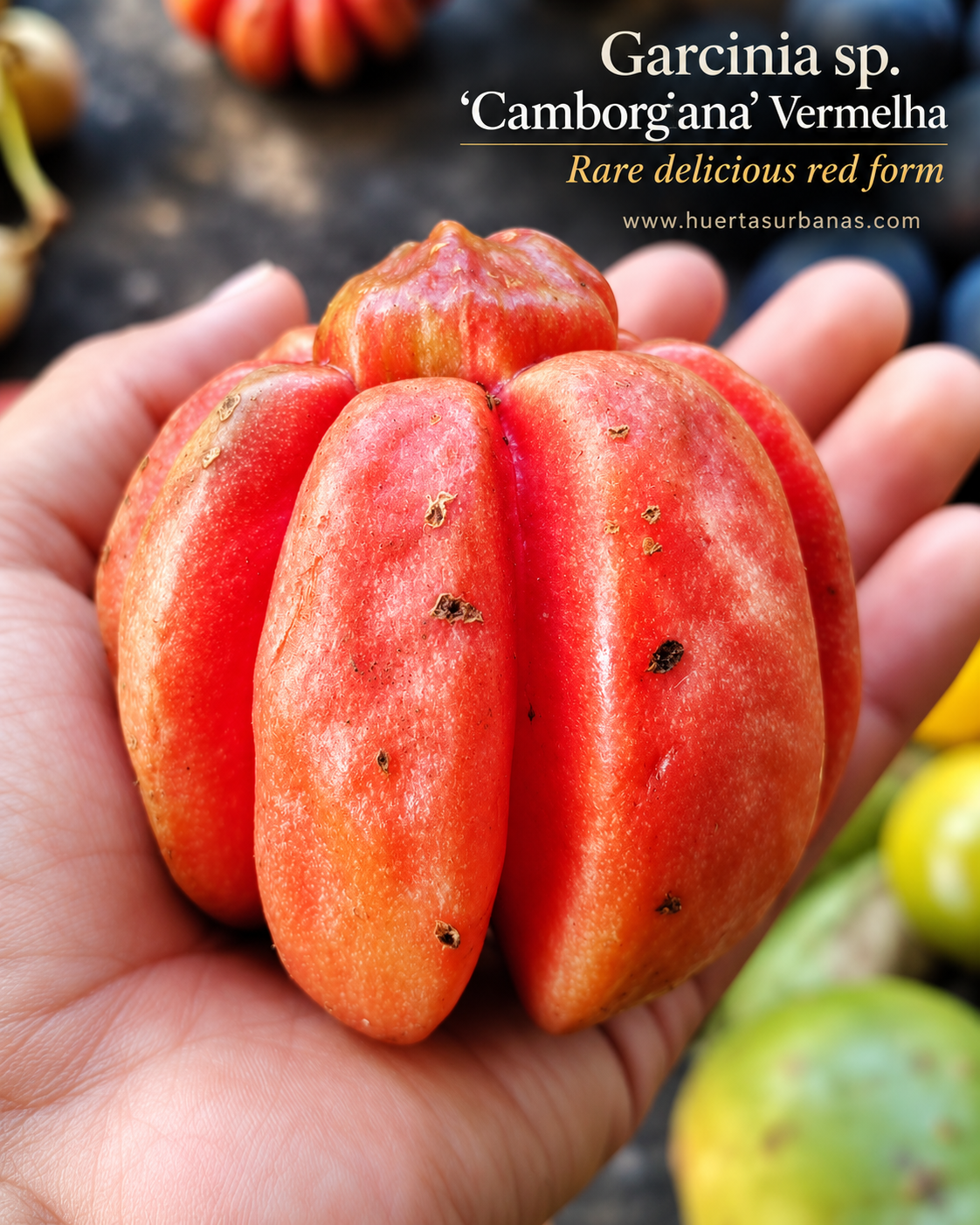 Garcinia sp. “Camborgiana” Vermelha — Rare Delicious Red Ribbed Fruit (September Pre-Sale) - Image 2