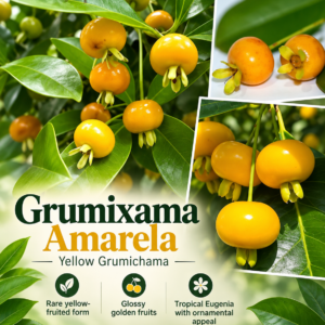 Grumixama Amarela — Yellow-Fruited Eugenia brasiliensis (November Pre-Sale)