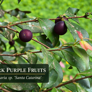 Myrciaria sp. "Santa Catarina" — Dark-Purple Fruit with Jaboticaba-Like Flavor (November Pre-Sale)