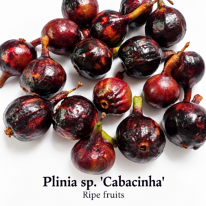 Plinia sp. “Cabacinha” — Black Navel-Group Jaboticaba from Southern Bahia (November Pre-Sale)