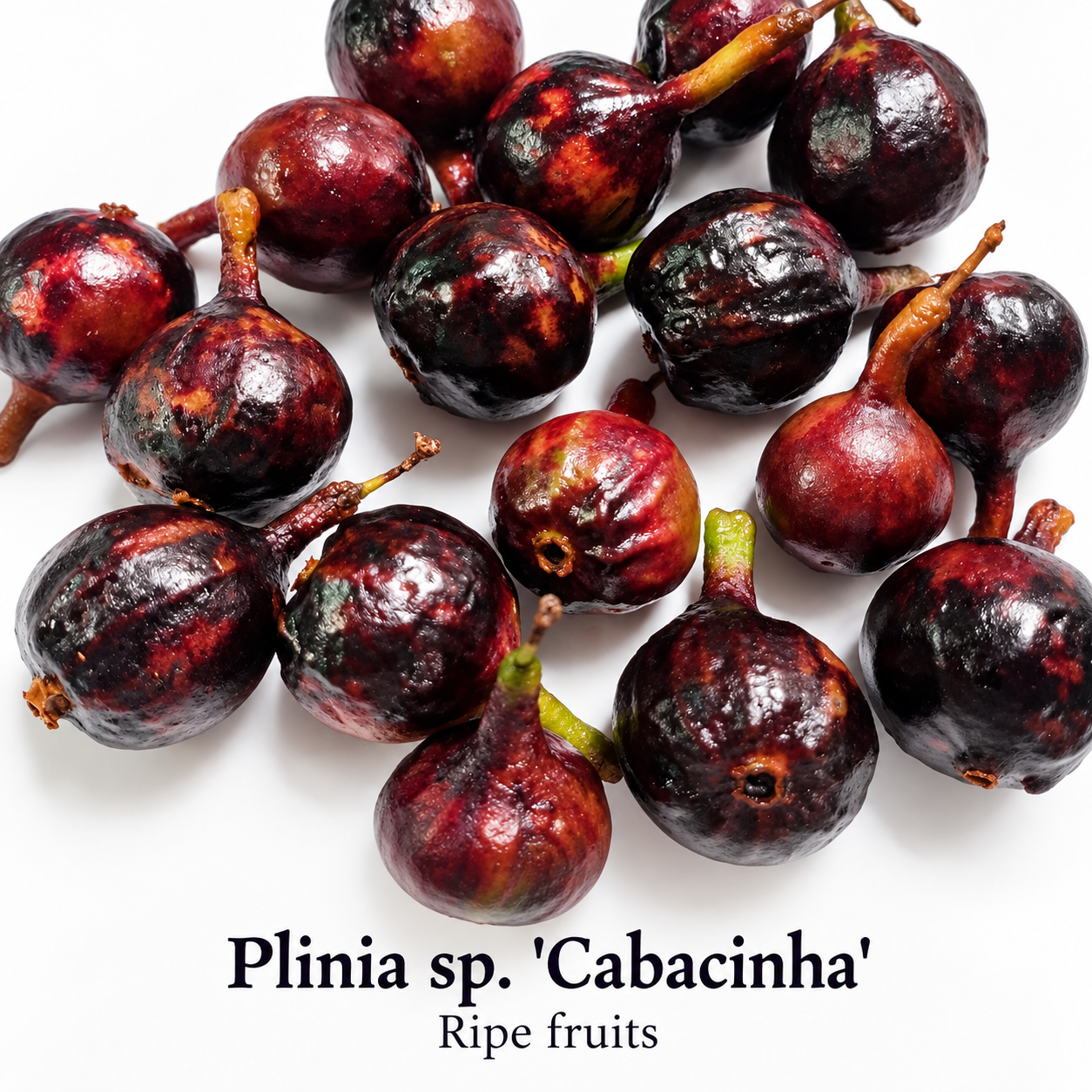 Plinia sp. “Cabacinha” — Black Navel-Group Jaboticaba from Southern Bahia additional original photo