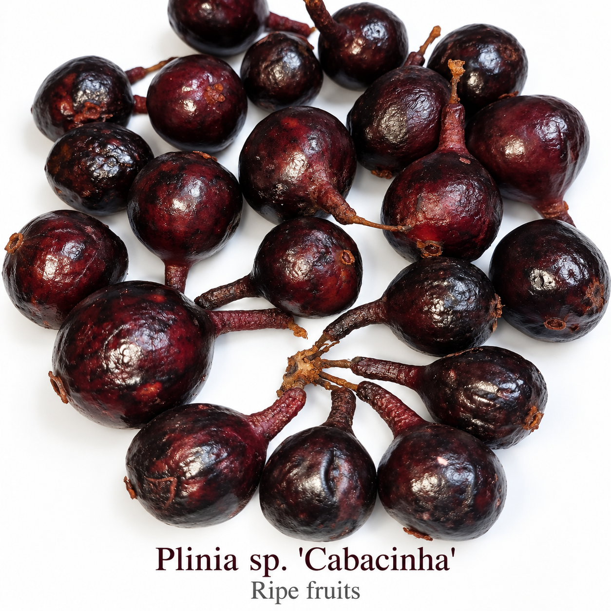 Plinia sp. “Cabacinha” — Black Navel-Group Jaboticaba from Southern Bahia (November Pre-Sale) - Image 4