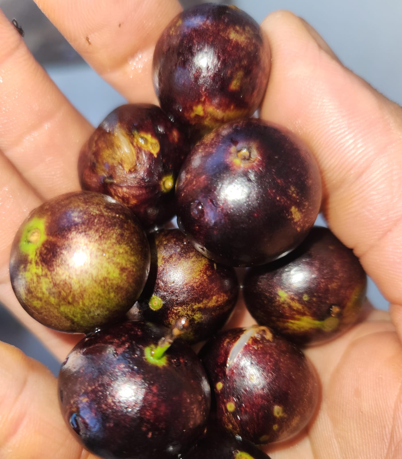 Plinia sp. “Divisa Bahia–Minas Gerais” — Extremely Sweet Collector Jaboticaba original field image