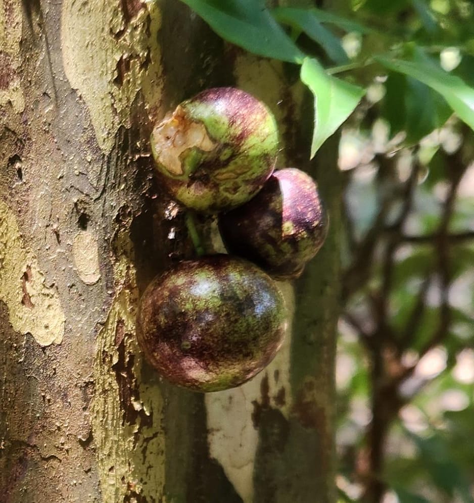 Plinia sp. “Divisa Bahia–Minas Gerais” — Extremely Sweet Collector Jaboticaba (November Pre-Sale) - Image 3