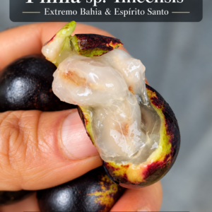Plinia sp. “Ilheensis” — Rare Dark-Fruited Bahia–Espírito Santo Collector Plinia (November Pre-Sale)
