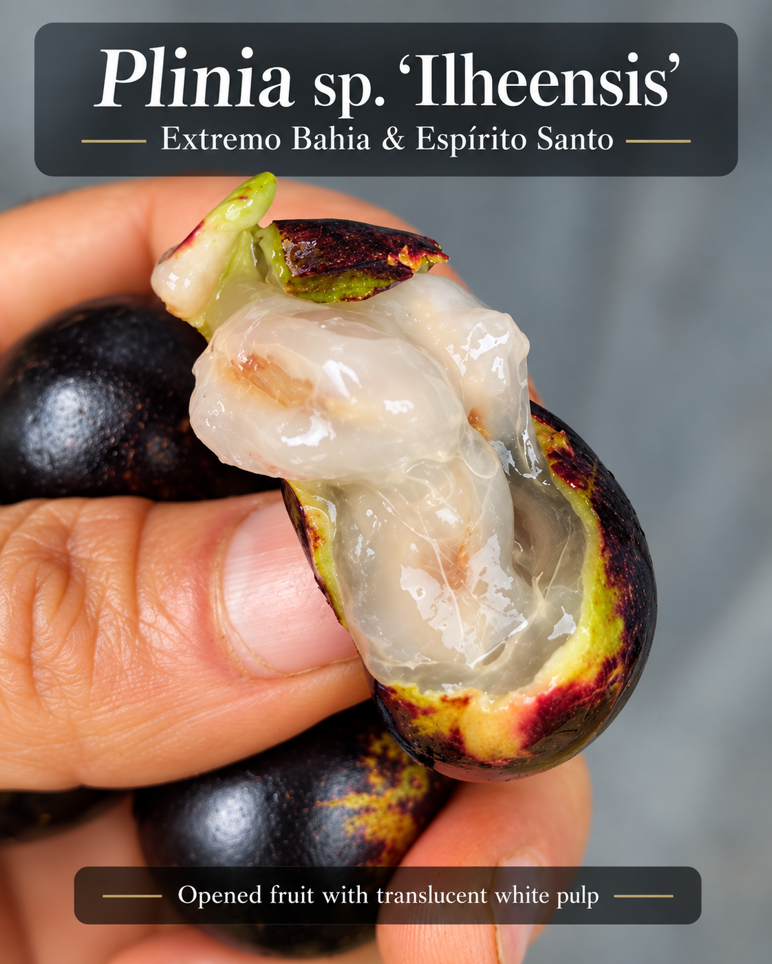 Plinia sp. “Ilheensis” — Rare Dark-Fruited Bahia–Espírito Santo Collector Plinia (November Pre-Sale)