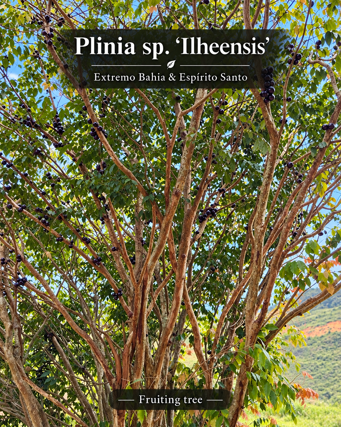 Plinia sp. Ilheensis — mature fruiting source tree