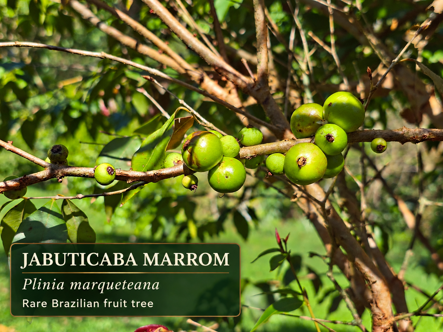 Plinia marqueteana on original Brazilian tree, green developing fruits