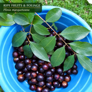 Plinia marqueteana — Endangered Brown Jaboticaba, Rare Atlantic Forest Fruit (November Pre-Sale)