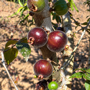 Plinia sp. “Pelosa Anã” — Naturally Dwarf Jaboticaba — (November 2026 Pre-Sale)