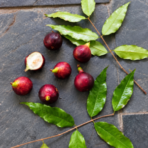 Plinia sp. “Tupinambá” — Red-Purple Collector Fruit (November Pre-Sale)