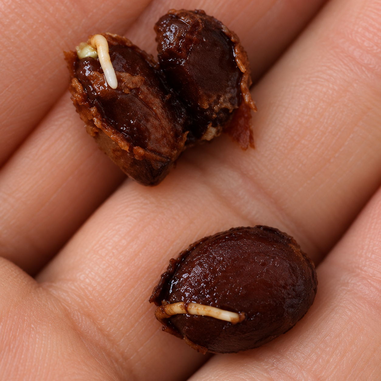 Plinia sp. “Tupinambá” — Red-Purple Collector Fruit (November Pre-Sale) - Image 3