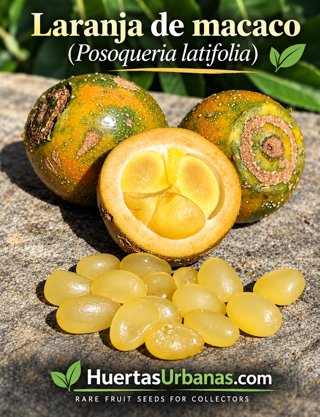 Posoqueria latifolia Monkey Orange fruit and edible seed arils