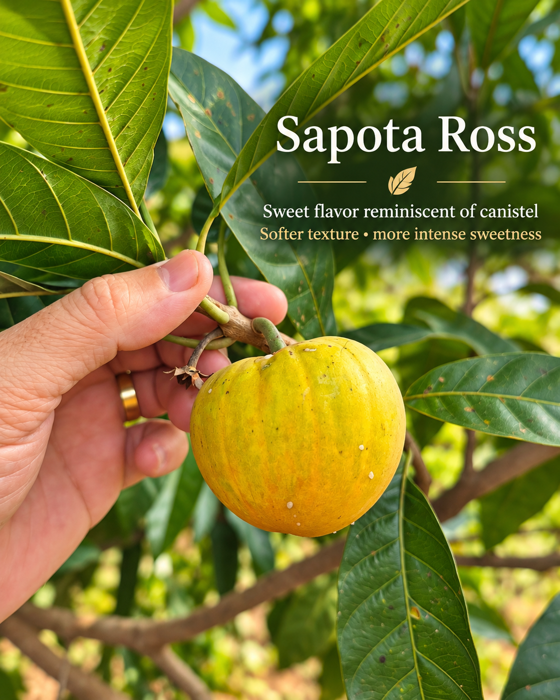 Ross Sapote — ripe yellow fruit and foliage