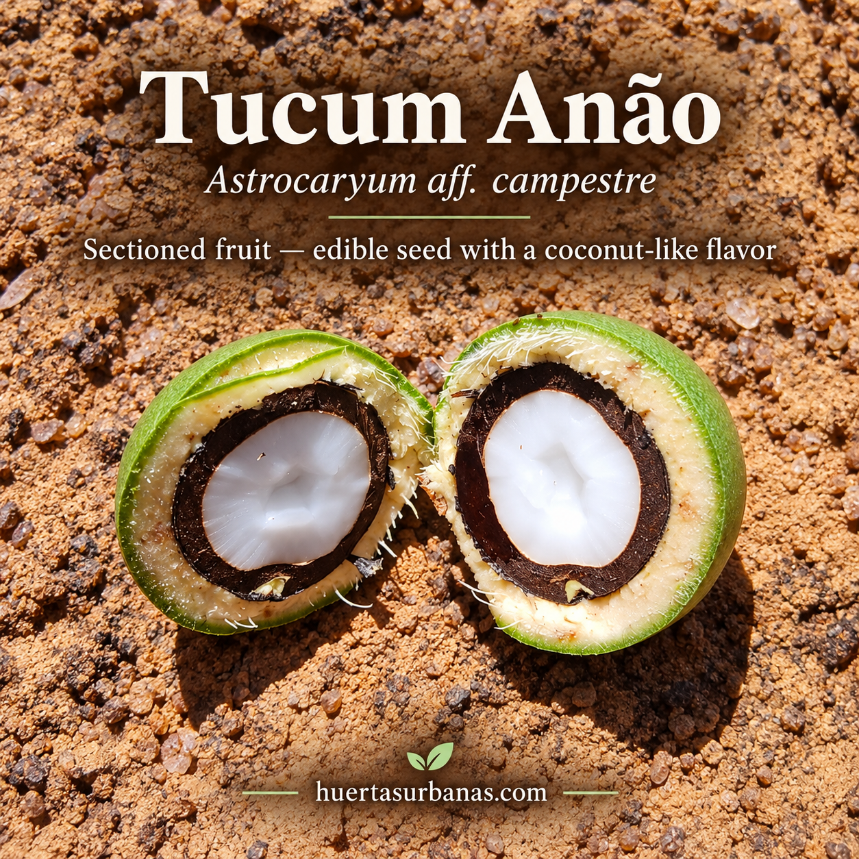 Astrocaryum aff. campestre — Tucum Anão, Compact Brazilian Palm (November Pre-Sale) (C)