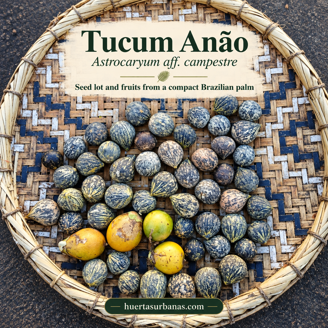 Astrocaryum aff. campestre — Tucum Anão, Compact Brazilian Palm (November Pre-Sale) (C) - Image 2
