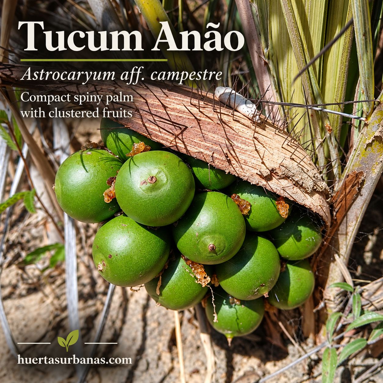 Astrocaryum aff. campestre — Tucum Anão, Compact Brazilian Palm (November Pre-Sale) (C) - Image 3