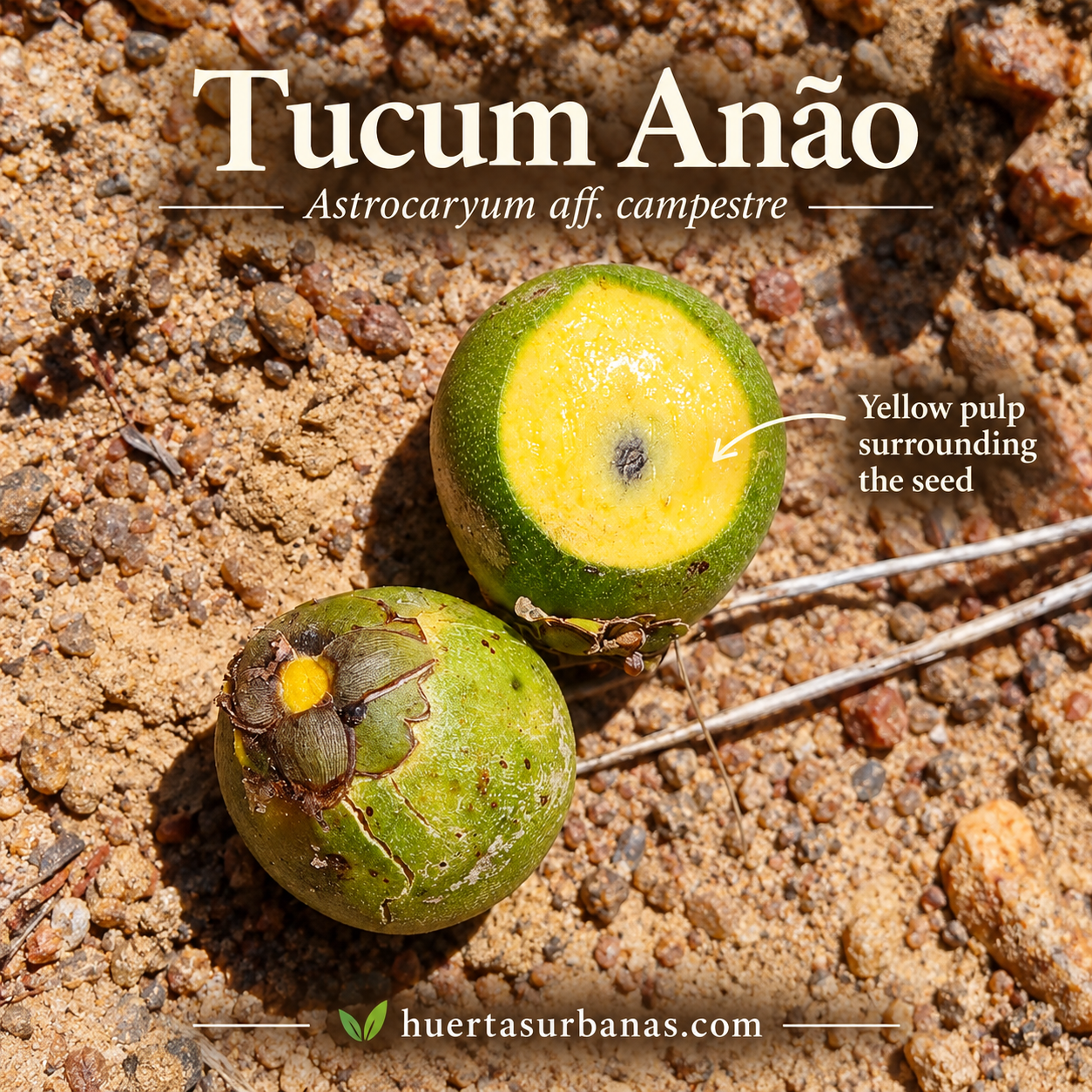 Astrocaryum aff. campestre — Tucum Anão, Compact Brazilian Palm (November Pre-Sale) (C) - Image 4