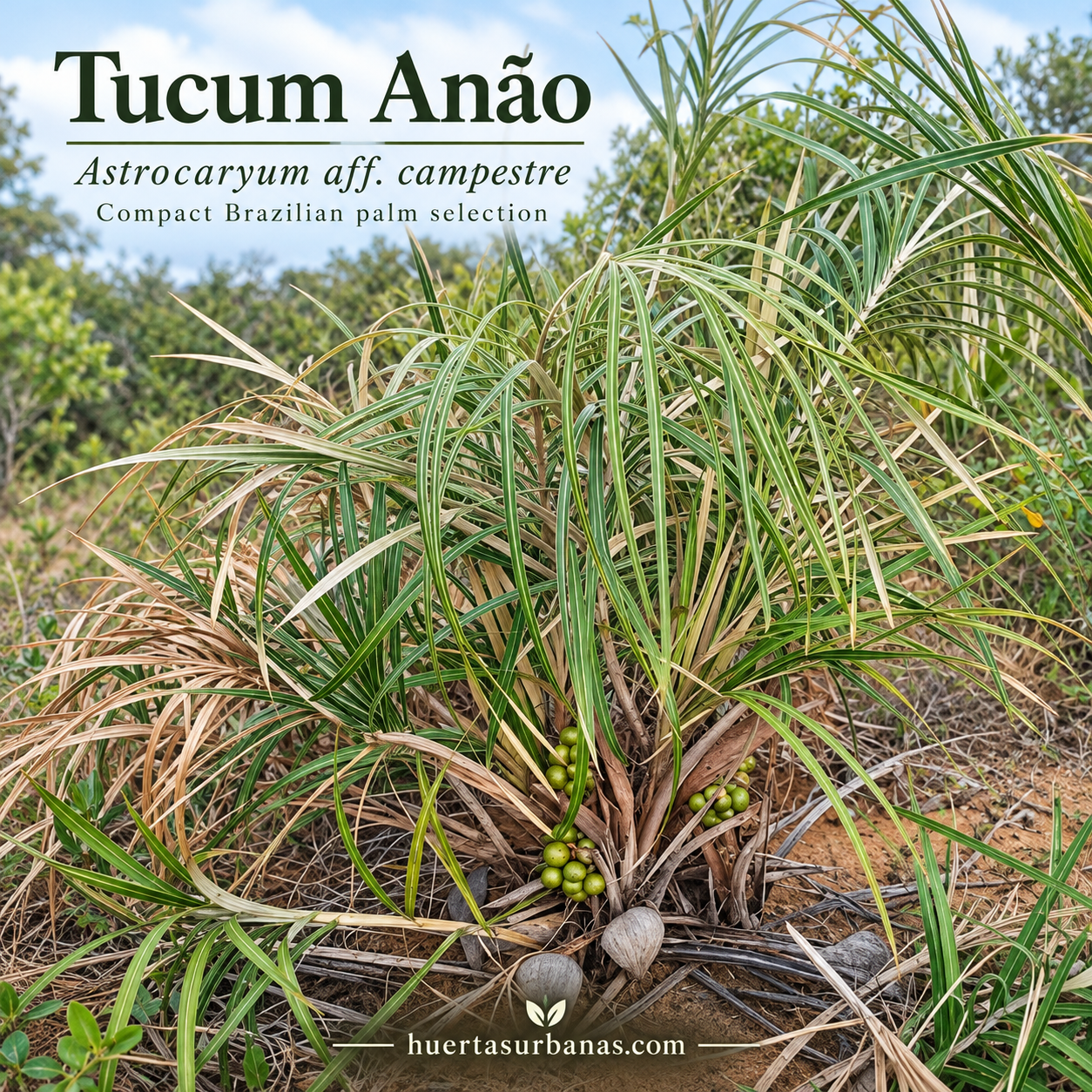 Astrocaryum aff. campestre — Tucum Anão, Compact Brazilian Palm (November Pre-Sale) (C) - Image 5