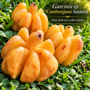 Garcinia sp. “Camborgiana” Amarela — Rare Delicious Golden Multi-Lobed Fruit (September Pre-Sale)