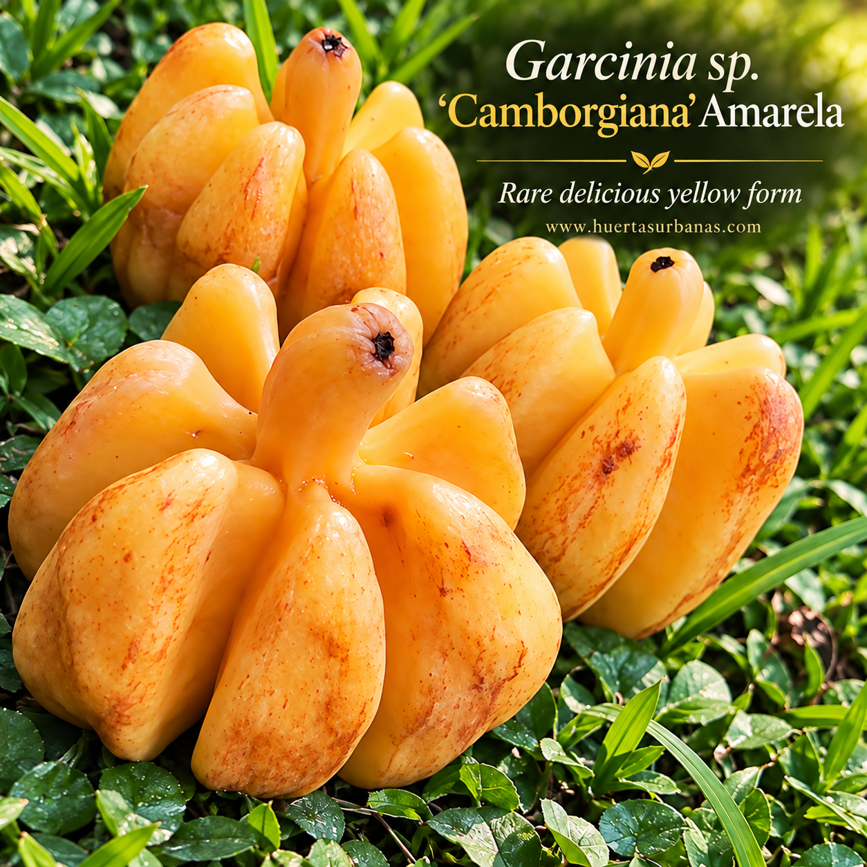 Garcinia sp. “Camborgiana” Amarela — Rare Delicious Golden Multi-Lobed Fruit (September Pre-Sale)