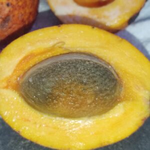 Pradosia sp. “Bulabiana” — Extremely Rare Sweet Fruit, Jaboticaba flavour! (November Pre-Sale) + Video!
